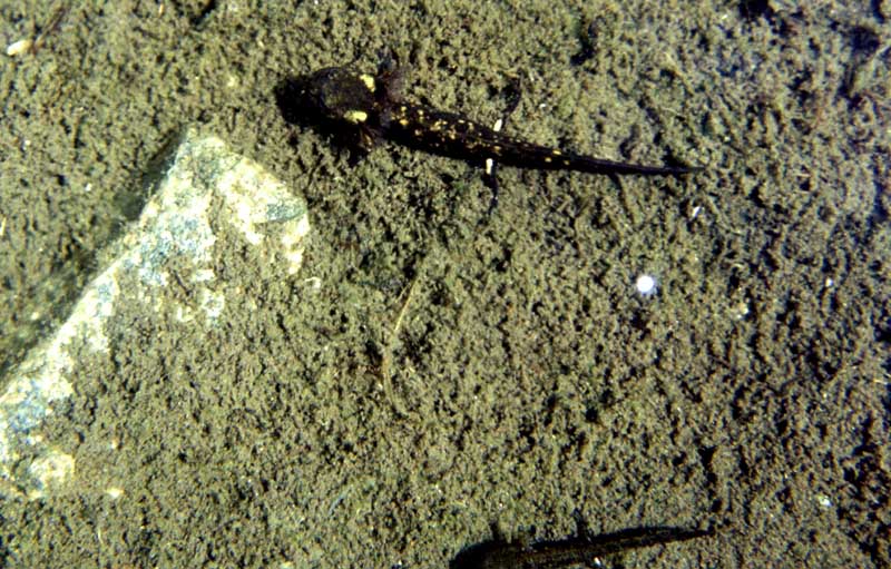 Triturus marmoratus e pygmaeus
